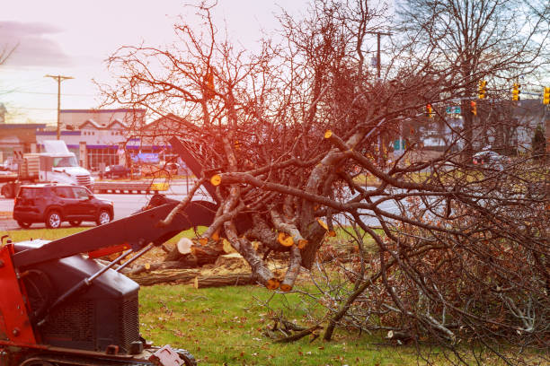 Best Seasonal Cleanup (Spring/Fall)  in Garrison, MD